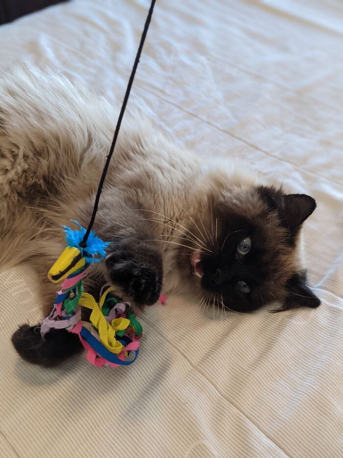 Hey Pandas, Post The Funniest Pictures Of Your Pets (Closed)