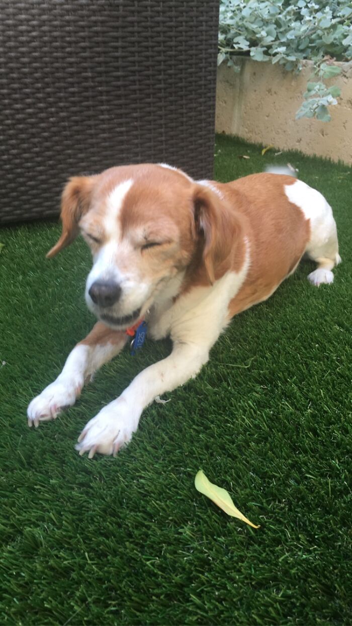 Hey Pandas, Post The Funniest Pictures Of Your Pets (Closed)