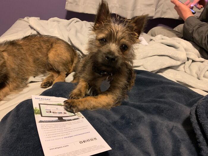 Hey Pandas, Post The Funniest Pictures Of Your Pets (Closed)