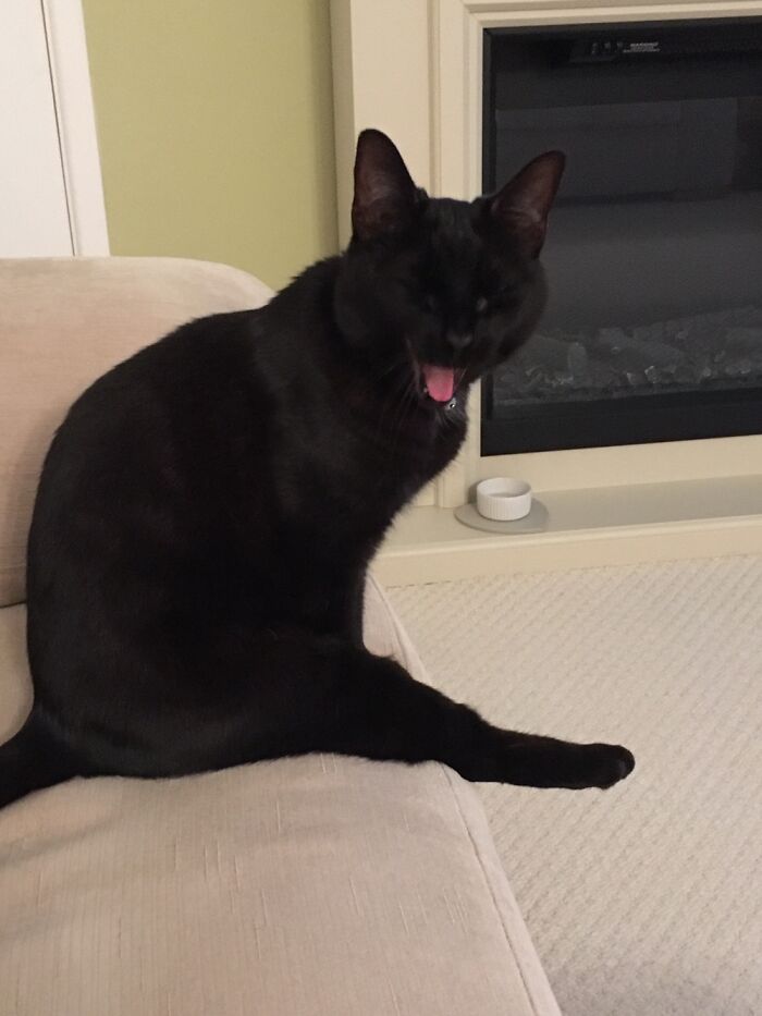 Hey Pandas, Post The Funniest Pictures Of Your Pets (Closed)