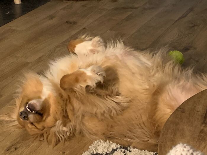 Hey Pandas, Post The Funniest Pictures Of Your Pets (Closed)