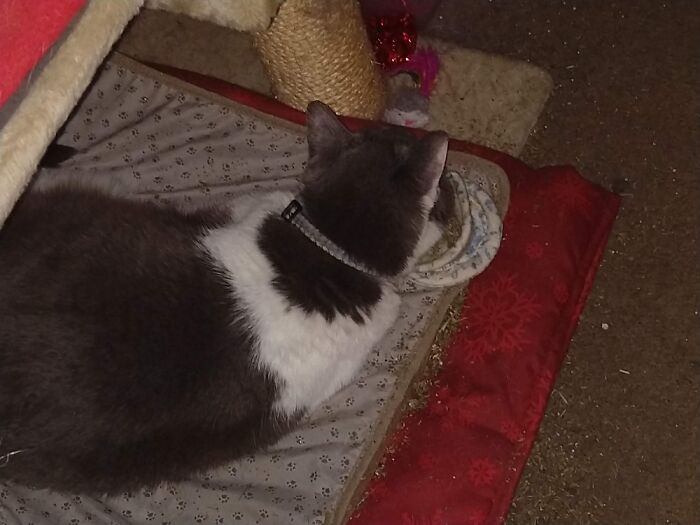 Hey Pandas, Post The Funniest Pictures Of Your Pets (Closed)