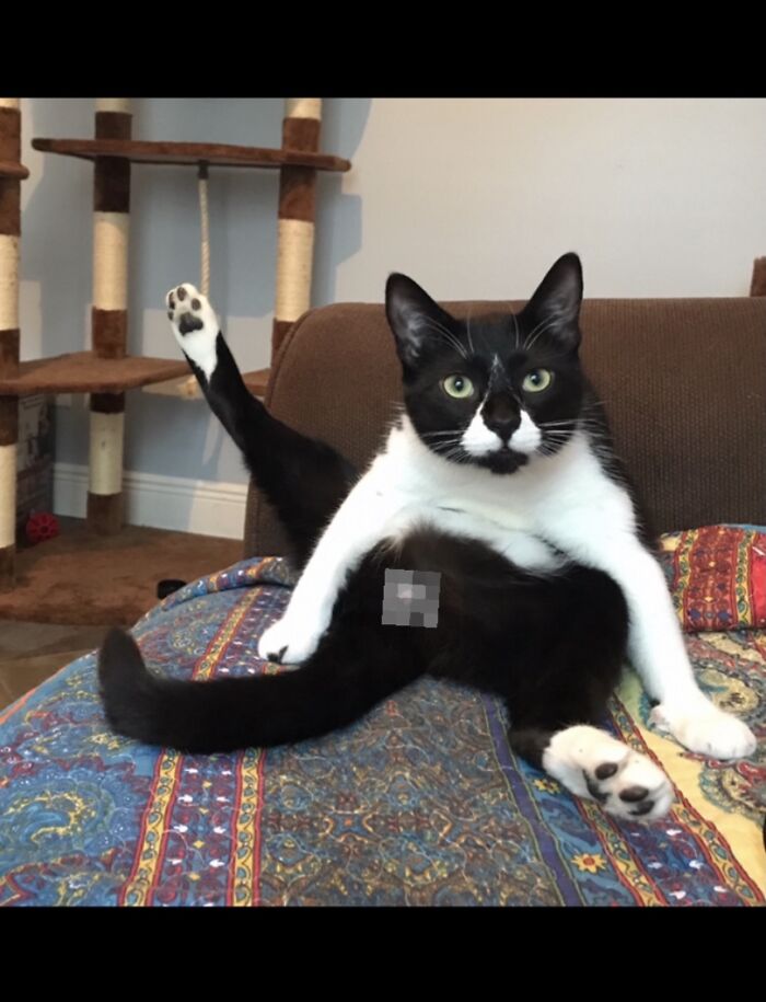 Hey Pandas, Post The Funniest Pictures Of Your Pets (Closed)