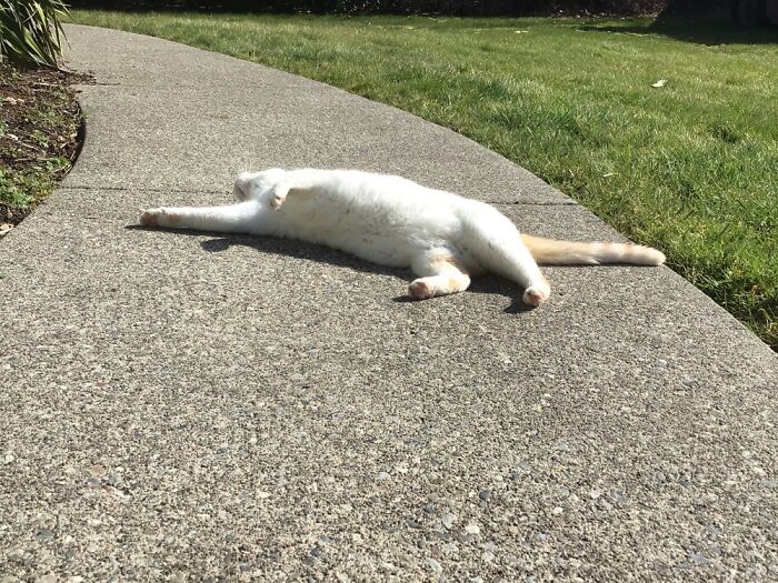 Hey Pandas, Post The Funniest Pictures Of Your Pets (Closed)