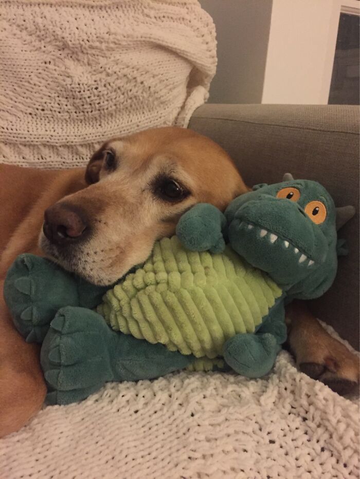 Hey Pandas, Post The Funniest Pictures Of Your Pets (Closed)