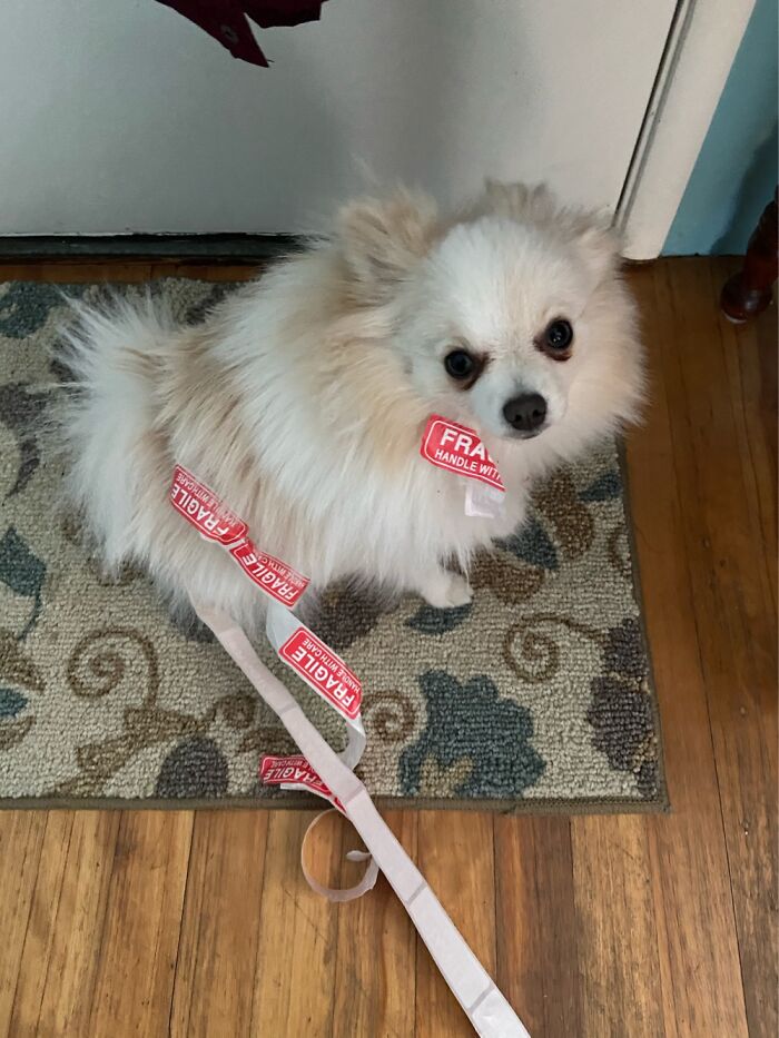 Hey Pandas, Post The Funniest Pictures Of Your Pets (Closed)