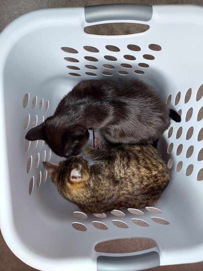 Hey Pandas, Post The Funniest Pictures Of Your Pets (Closed)