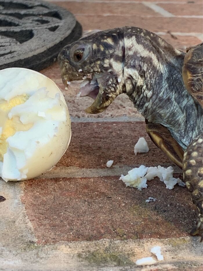 Hey Pandas, Post The Funniest Pictures Of Your Pets (Closed)