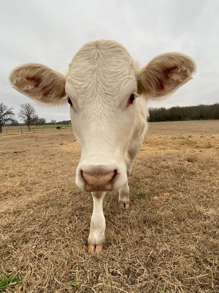 Hey Pandas, Post The Funniest Pictures Of Your Pets (Closed)