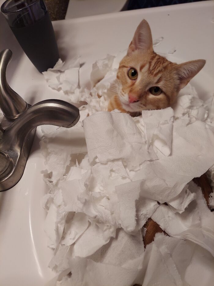 Hey Pandas, Post The Funniest Pictures Of Your Pets (Closed)