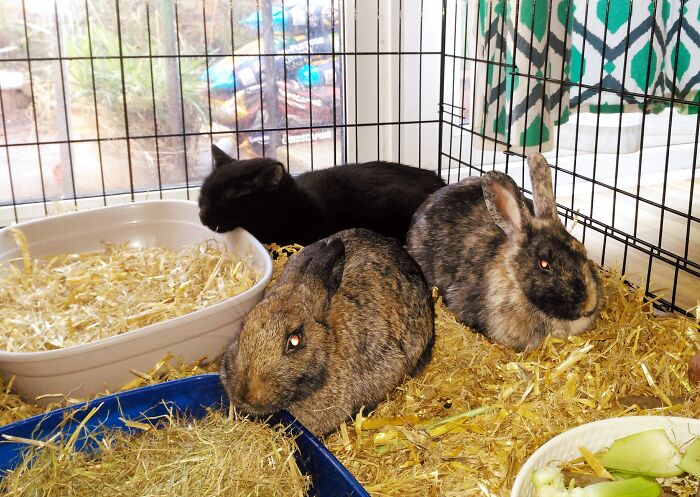 Hey Pandas, Post The Funniest Pictures Of Your Pets (Closed)