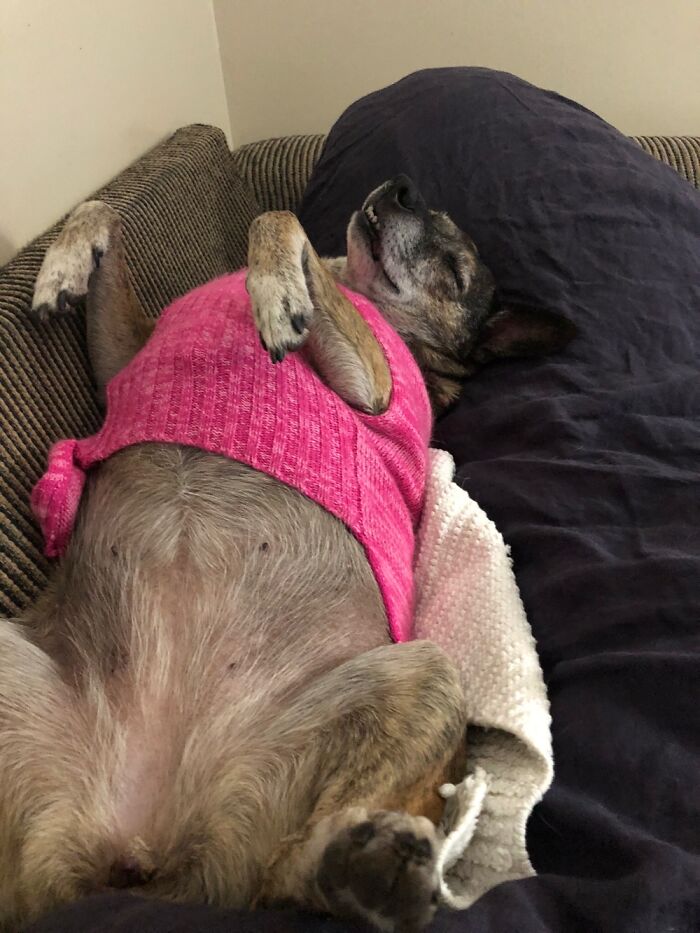 Hey Pandas, Post The Funniest Pictures Of Your Pets (Closed)