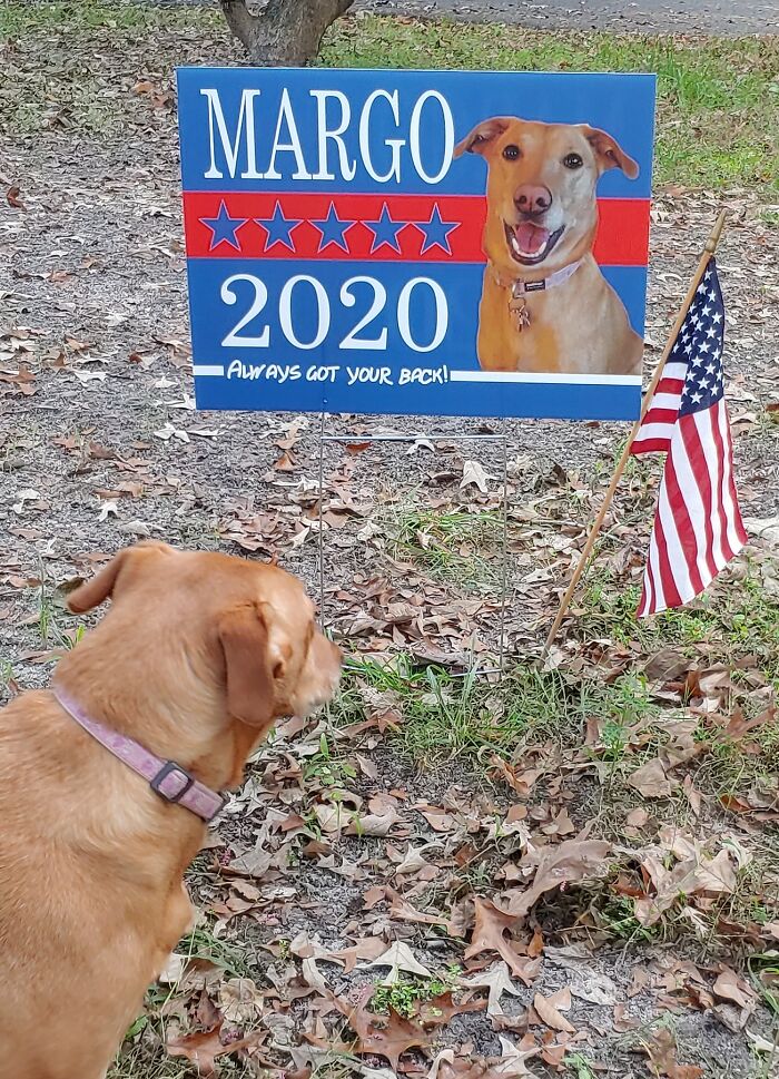 Hey Pandas, Post The Funniest Pictures Of Your Pets (Closed)