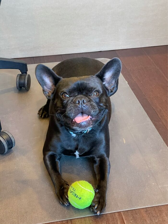 Hey Pandas, Post The Funniest Pictures Of Your Pets (Closed)