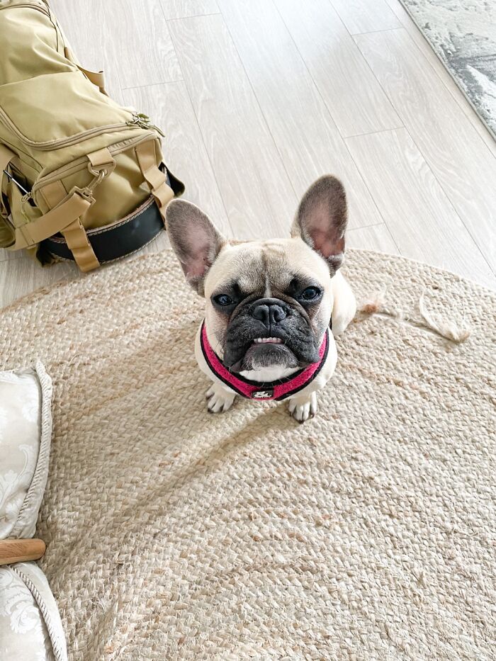 Hey Pandas, Post The Funniest Pictures Of Your Pets (Closed)