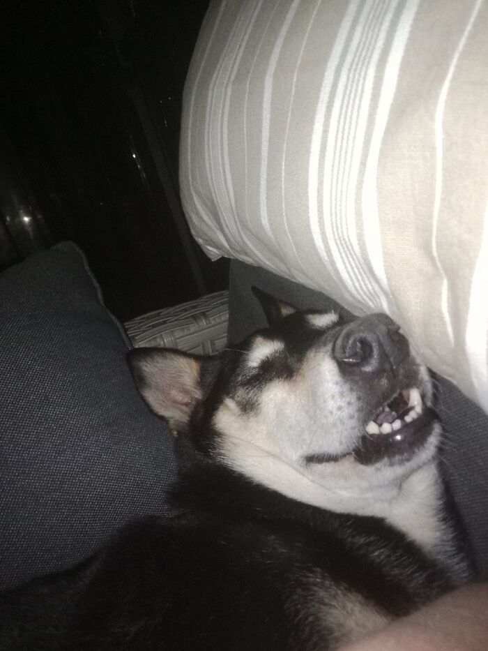 Hey Pandas, Post The Funniest Pictures Of Your Pets (Closed)