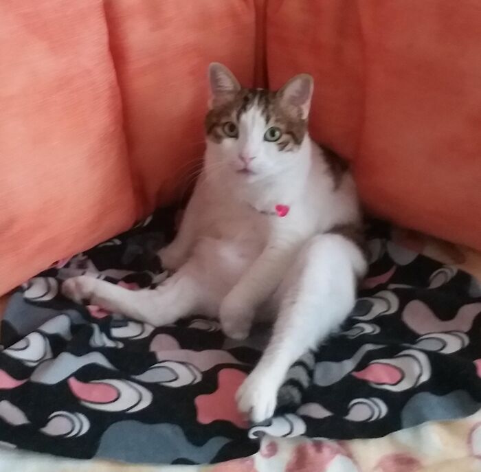 Hey Pandas, Post The Funniest Pictures Of Your Pets (Closed)