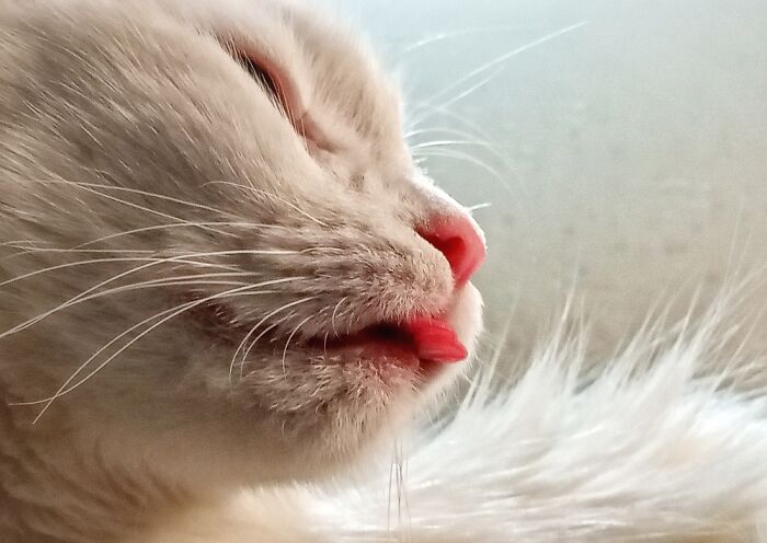 Hey Pandas, Post The Funniest Pictures Of Your Pets (Closed)