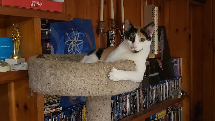 Hey Pandas, Post The Funniest Pictures Of Your Pets (Closed)