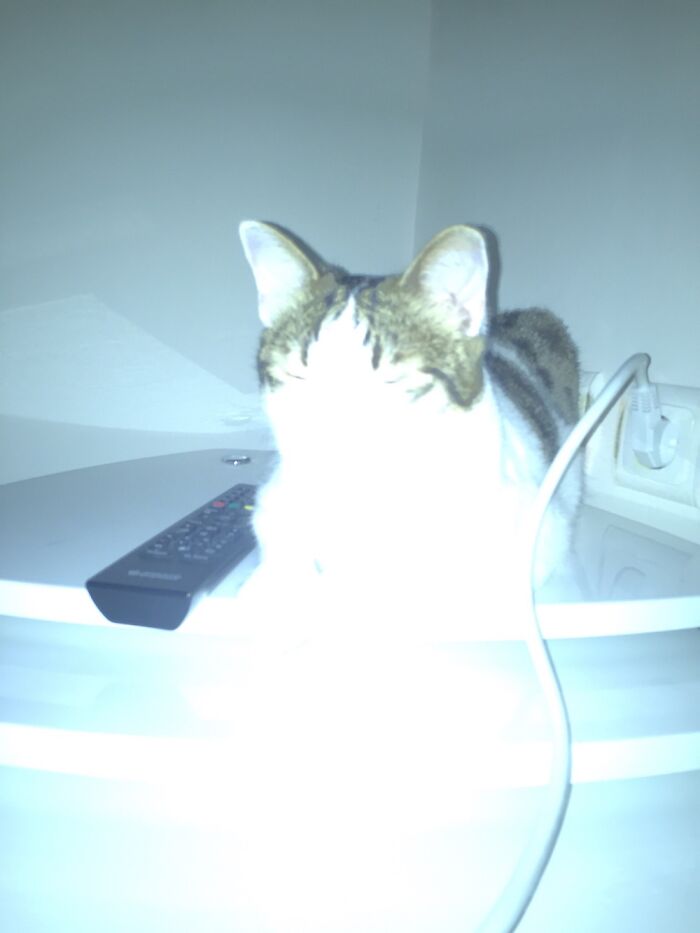 Hey Pandas, Post The Funniest Pictures Of Your Pets (Closed)