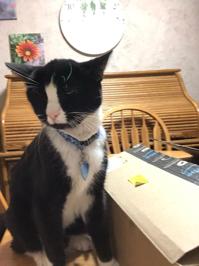 Hey Pandas, Post The Funniest Pictures Of Your Pets (Closed)