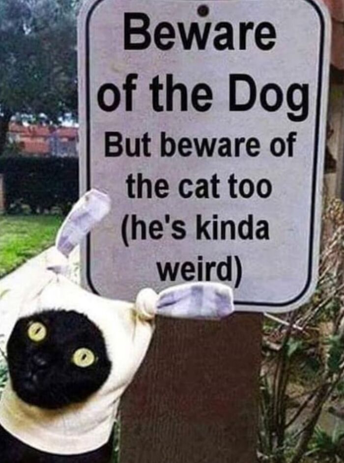 Hey Pandas, Post The Weirdest Image You Have Saved On Your Phone (Closed) Hey Pandas, Post The Weirdest Image You Have Saved On Your Phone (Closed)