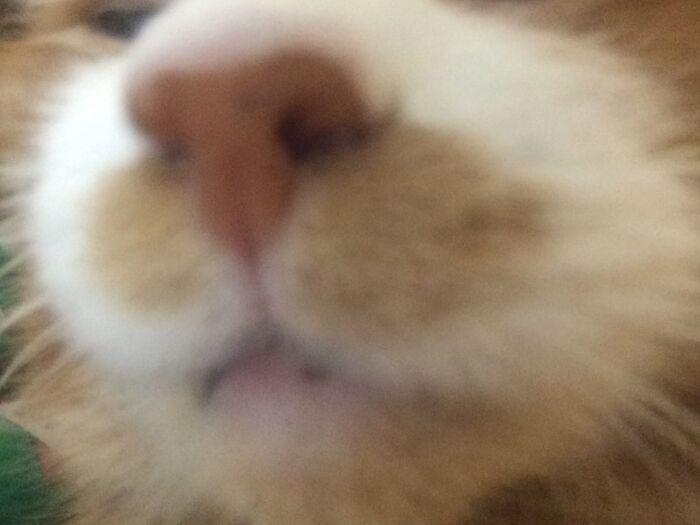 Hey Pandas, Post The Weirdest Image You Have Saved On Your Phone (Closed) Hey Pandas, Post The Weirdest Image You Have Saved On Your Phone (Closed)