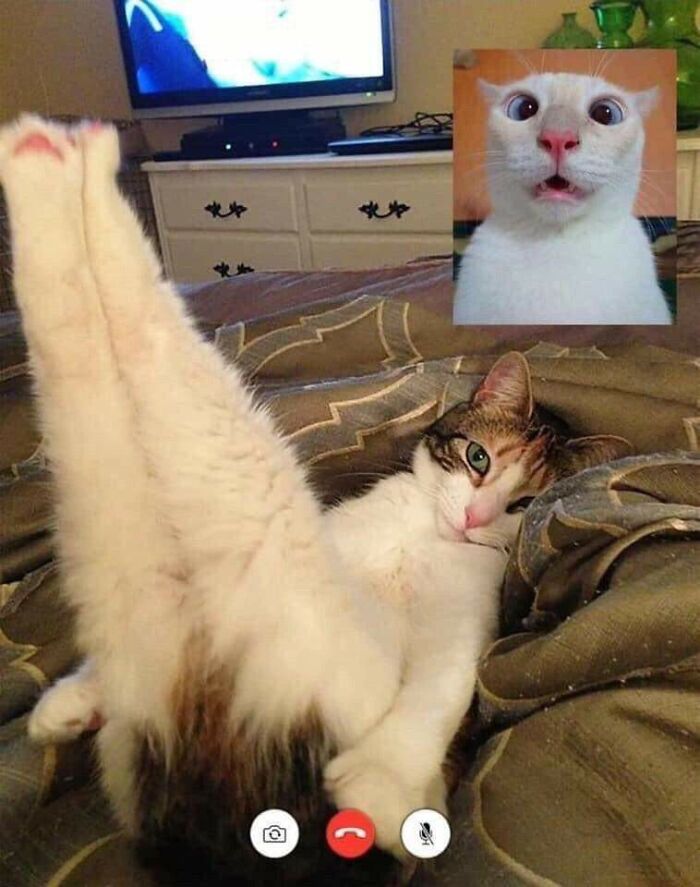 Hey Pandas, Post The Weirdest Image You Have Saved On Your Phone (Closed) Hey Pandas, Post The Weirdest Image You Have Saved On Your Phone (Closed)