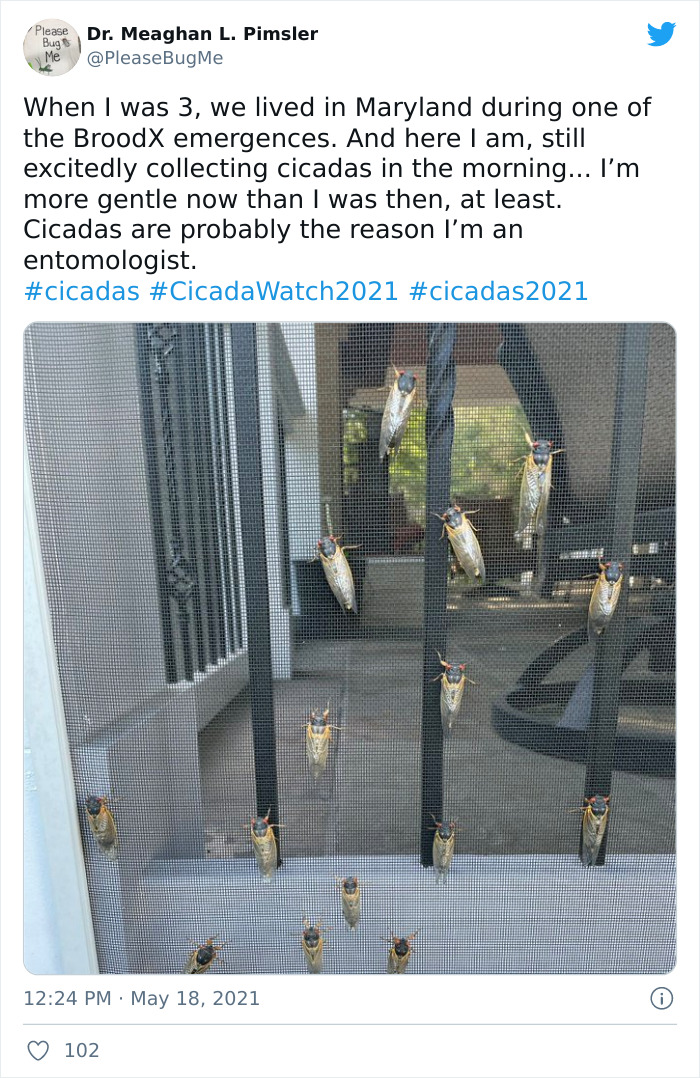 Billions Of Cicadas Emerge After 17 Years In The Ground And Create Chaos In Parts Of The US (30 Pics) Billions Of Cicadas Emerge After 17 Years In The Ground And Create Chaos In Parts Of The US (30 Pics)