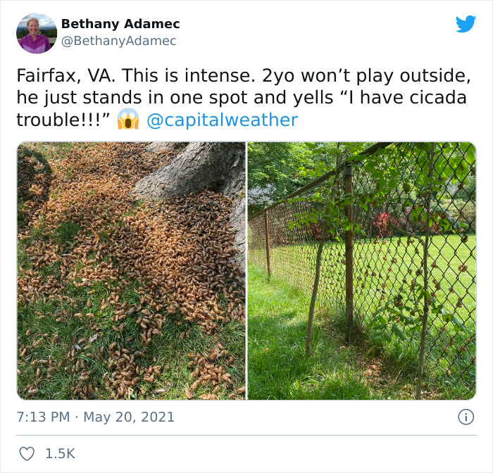 Billions Of Cicadas Emerge After 17 Years In The Ground And Create Chaos In Parts Of The US (30 Pics) Billions Of Cicadas Emerge After 17 Years In The Ground And Create Chaos In Parts Of The US (30 Pics)