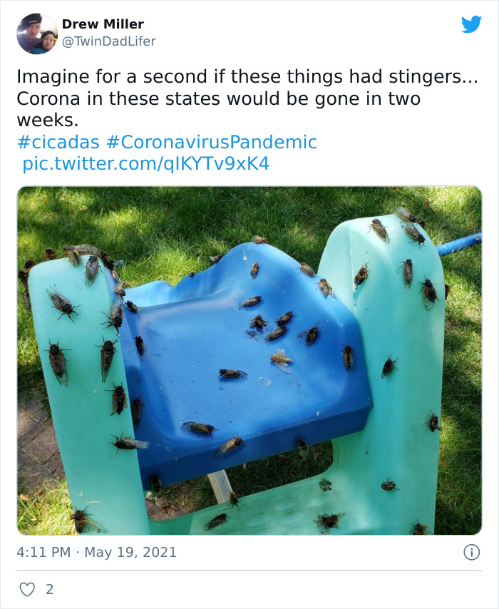 Billions Of Cicadas Emerge After 17 Years In The Ground And Create Chaos In Parts Of The US (30 Pics) Billions Of Cicadas Emerge After 17 Years In The Ground And Create Chaos In Parts Of The US (30 Pics)