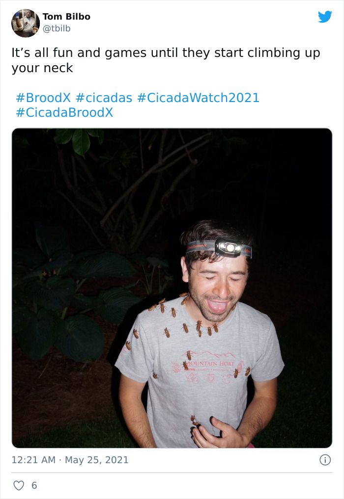 Billions Of Cicadas Emerge After 17 Years In The Ground And Create Chaos In Parts Of The US (30 Pics) Billions Of Cicadas Emerge After 17 Years In The Ground And Create Chaos In Parts Of The US (30 Pics)