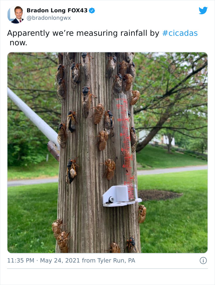Billions Of Cicadas Emerge After 17 Years In The Ground And Create Chaos In Parts Of The US (30 Pics) Billions Of Cicadas Emerge After 17 Years In The Ground And Create Chaos In Parts Of The US (30 Pics)