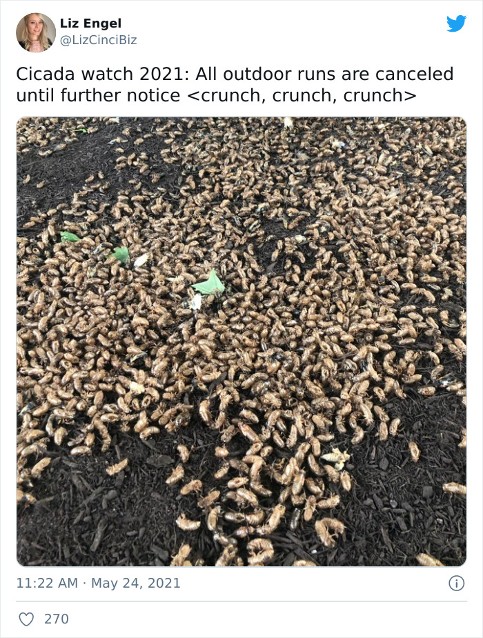 Billions Of Cicadas Emerge After 17 Years In The Ground And Create Chaos In Parts Of The US (30 Pics) Billions Of Cicadas Emerge After 17 Years In The Ground And Create Chaos In Parts Of The US (30 Pics)