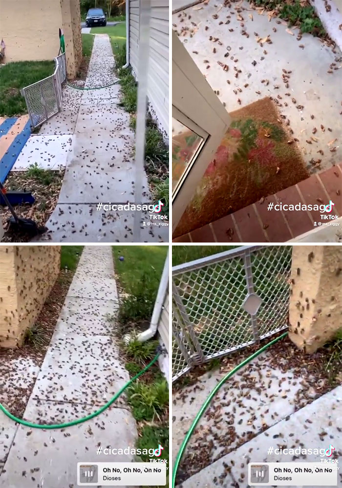 Billions Of Cicadas Emerge After 17 Years In The Ground And Create Chaos In Parts Of The US (30 Pics) Billions Of Cicadas Emerge After 17 Years In The Ground And Create Chaos In Parts Of The US (30 Pics)