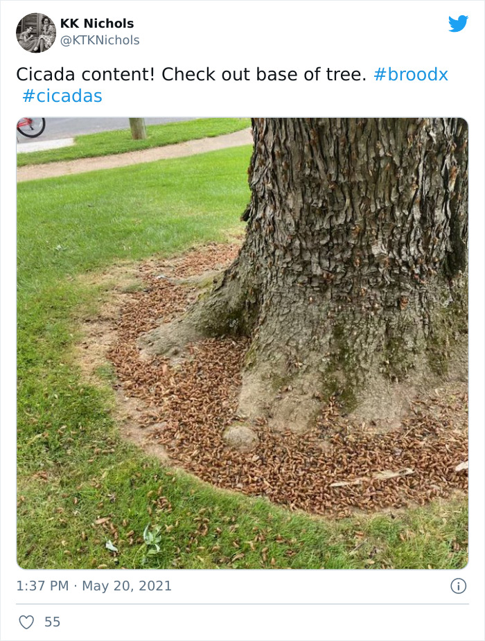 Billions Of Cicadas Emerge After 17 Years In The Ground And Create Chaos In Parts Of The US (30 Pics) Billions Of Cicadas Emerge After 17 Years In The Ground And Create Chaos In Parts Of The US (30 Pics)