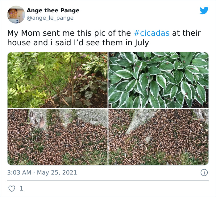 Billions Of Cicadas Emerge After 17 Years In The Ground And Create Chaos In Parts Of The US (30 Pics) Billions Of Cicadas Emerge After 17 Years In The Ground And Create Chaos In Parts Of The US (30 Pics)