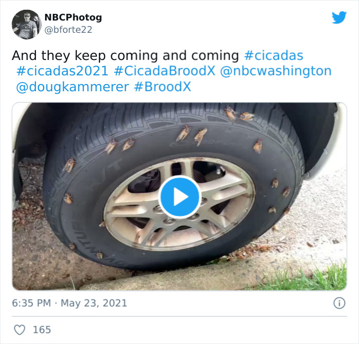 Billions Of Cicadas Emerge After 17 Years In The Ground And Create Chaos In Parts Of The US (30 Pics) Billions Of Cicadas Emerge After 17 Years In The Ground And Create Chaos In Parts Of The US (30 Pics)