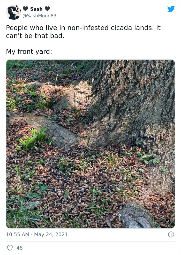 Billions Of Cicadas Emerge After 17 Years In The Ground And Create Chaos In Parts Of The US (30 Pics) Billions Of Cicadas Emerge After 17 Years In The Ground And Create Chaos In Parts Of The US (30 Pics)