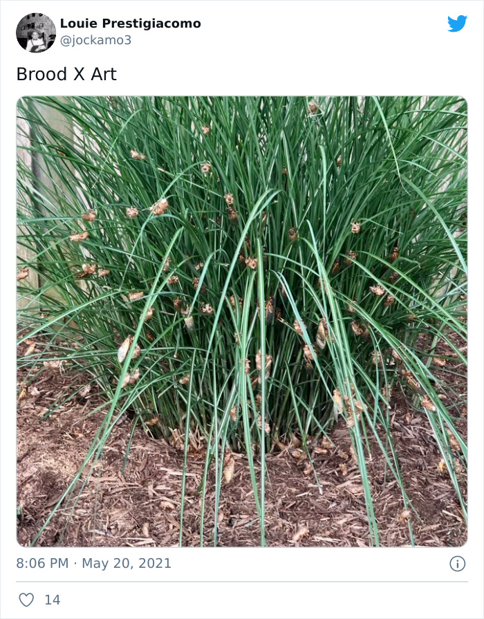 Billions Of Cicadas Emerge After 17 Years In The Ground And Create Chaos In Parts Of The US (30 Pics) Billions Of Cicadas Emerge After 17 Years In The Ground And Create Chaos In Parts Of The US (30 Pics)