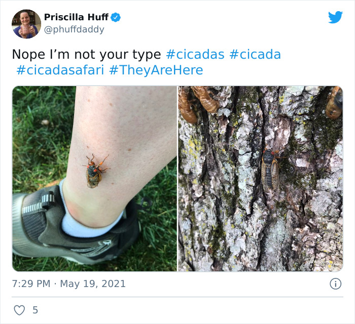 Billions Of Cicadas Emerge After 17 Years In The Ground And Create Chaos In Parts Of The US (30 Pics) Billions Of Cicadas Emerge After 17 Years In The Ground And Create Chaos In Parts Of The US (30 Pics)