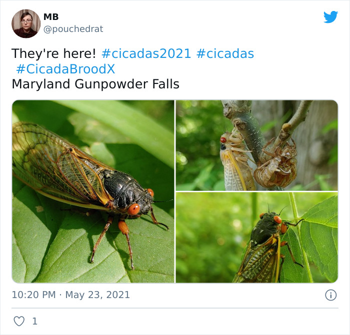 Billions Of Cicadas Emerge After 17 Years In The Ground And Create Chaos In Parts Of The US (30 Pics) Billions Of Cicadas Emerge After 17 Years In The Ground And Create Chaos In Parts Of The US (30 Pics)