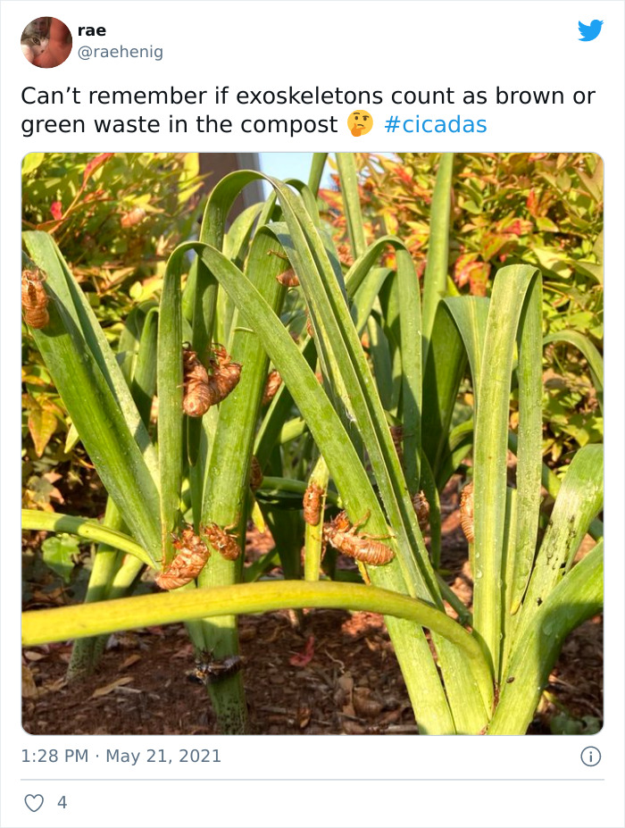 Billions Of Cicadas Emerge After 17 Years In The Ground And Create Chaos In Parts Of The US (30 Pics) Billions Of Cicadas Emerge After 17 Years In The Ground And Create Chaos In Parts Of The US (30 Pics)