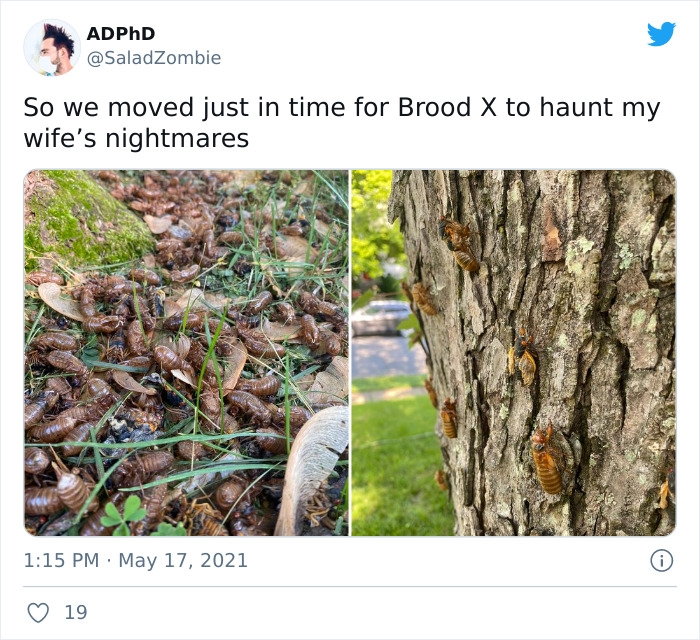 Billions Of Cicadas Emerge After 17 Years In The Ground And Create Chaos In Parts Of The US (30 Pics) Billions Of Cicadas Emerge After 17 Years In The Ground And Create Chaos In Parts Of The US (30 Pics)