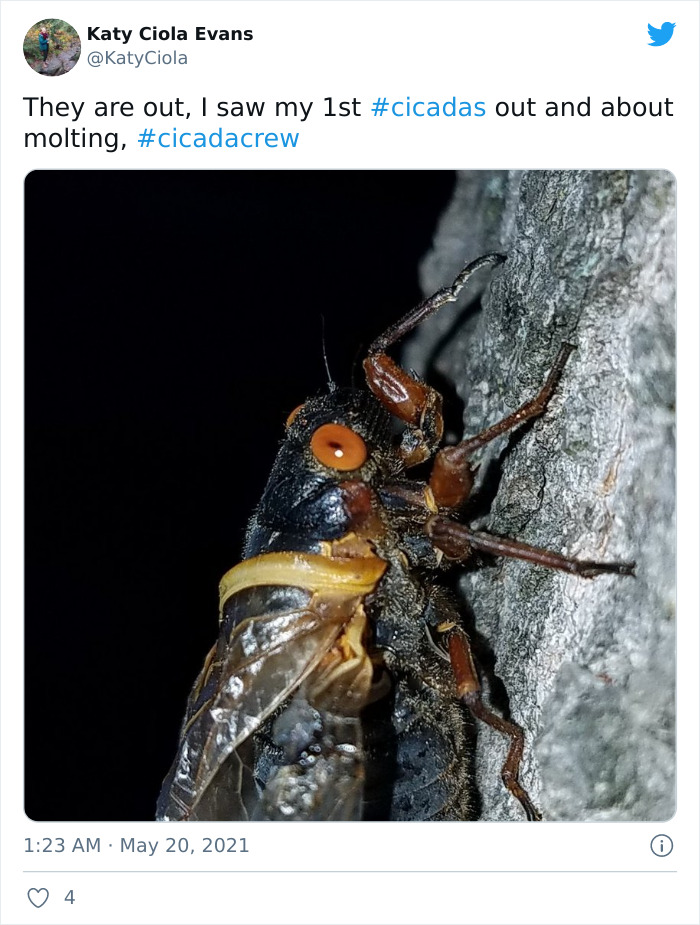 Billions Of Cicadas Emerge After 17 Years In The Ground And Create Chaos In Parts Of The US (30 Pics) Billions Of Cicadas Emerge After 17 Years In The Ground And Create Chaos In Parts Of The US (30 Pics)