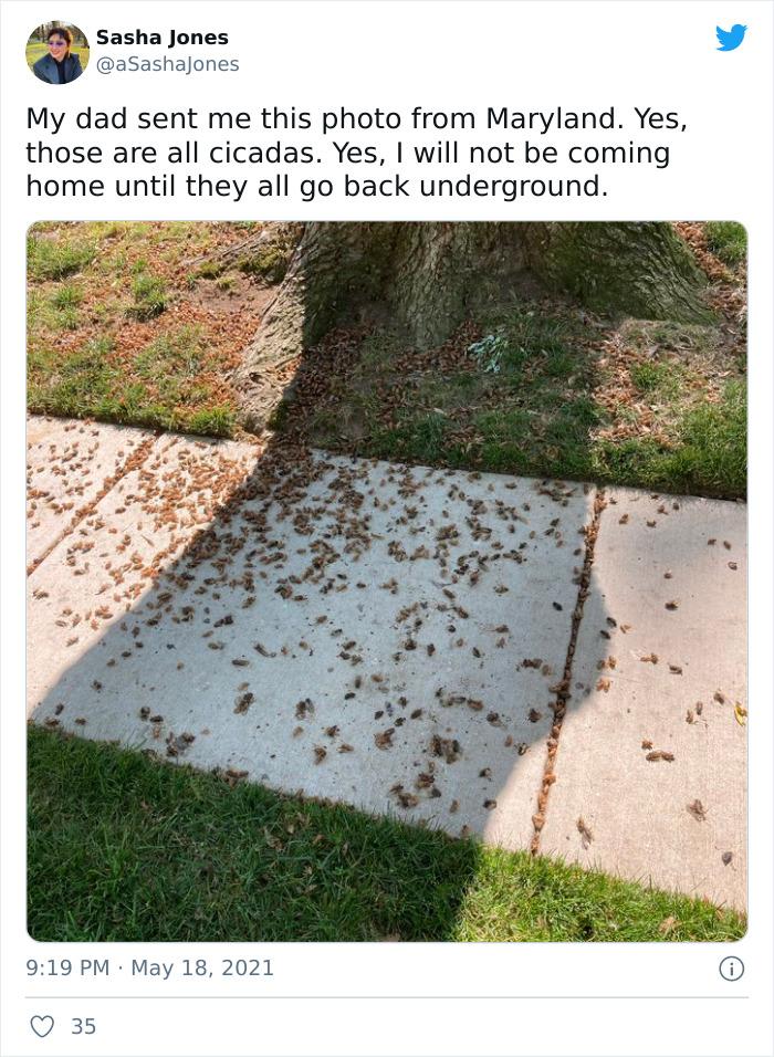 Billions Of Cicadas Emerge After 17 Years In The Ground And Create Chaos In Parts Of The US (30 Pics) Billions Of Cicadas Emerge After 17 Years In The Ground And Create Chaos In Parts Of The US (30 Pics)