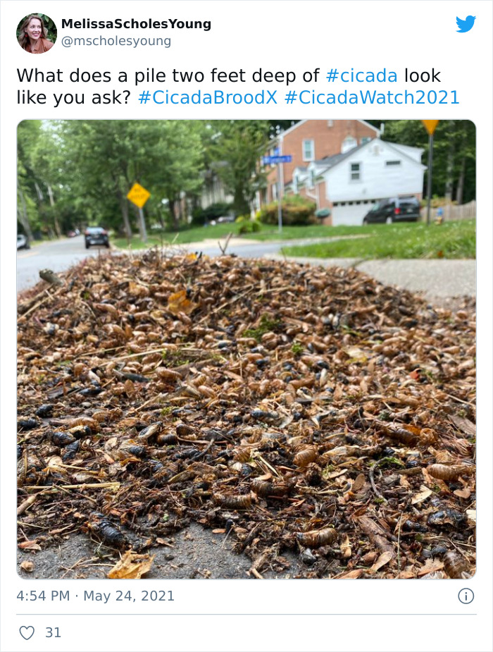 Billions Of Cicadas Emerge After 17 Years In The Ground And Create Chaos In Parts Of The US (30 Pics) Billions Of Cicadas Emerge After 17 Years In The Ground And Create Chaos In Parts Of The US (30 Pics)