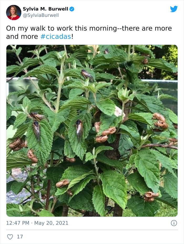 Billions Of Cicadas Emerge After 17 Years In The Ground And Create Chaos In Parts Of The US (30 Pics) Billions Of Cicadas Emerge After 17 Years In The Ground And Create Chaos In Parts Of The US (30 Pics)