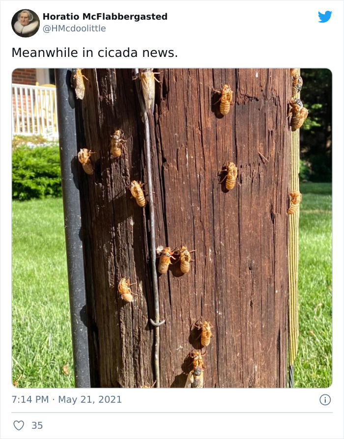 Billions Of Cicadas Emerge After 17 Years In The Ground And Create Chaos In Parts Of The US (30 Pics) Billions Of Cicadas Emerge After 17 Years In The Ground And Create Chaos In Parts Of The US (30 Pics)