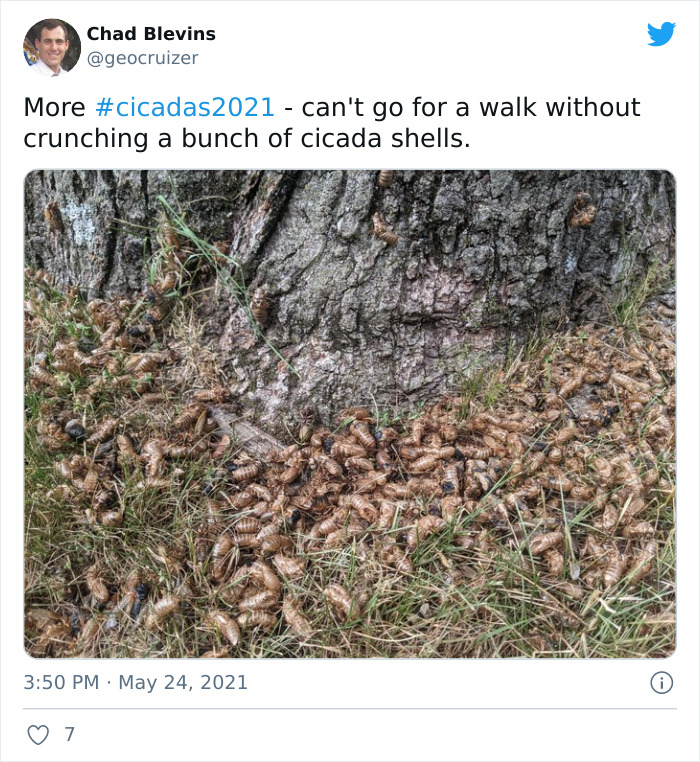 Billions Of Cicadas Emerge After 17 Years In The Ground And Create Chaos In Parts Of The US (30 Pics) Billions Of Cicadas Emerge After 17 Years In The Ground And Create Chaos In Parts Of The US (30 Pics)